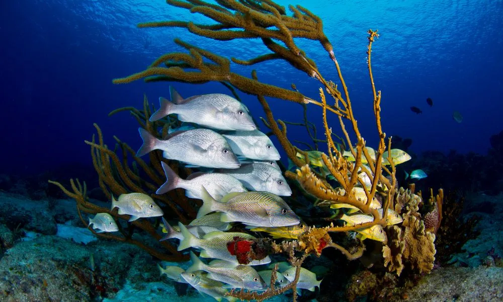15 Hoạt Động Không Thể Bỏ Lỡ Tại Cozumel, Mexico