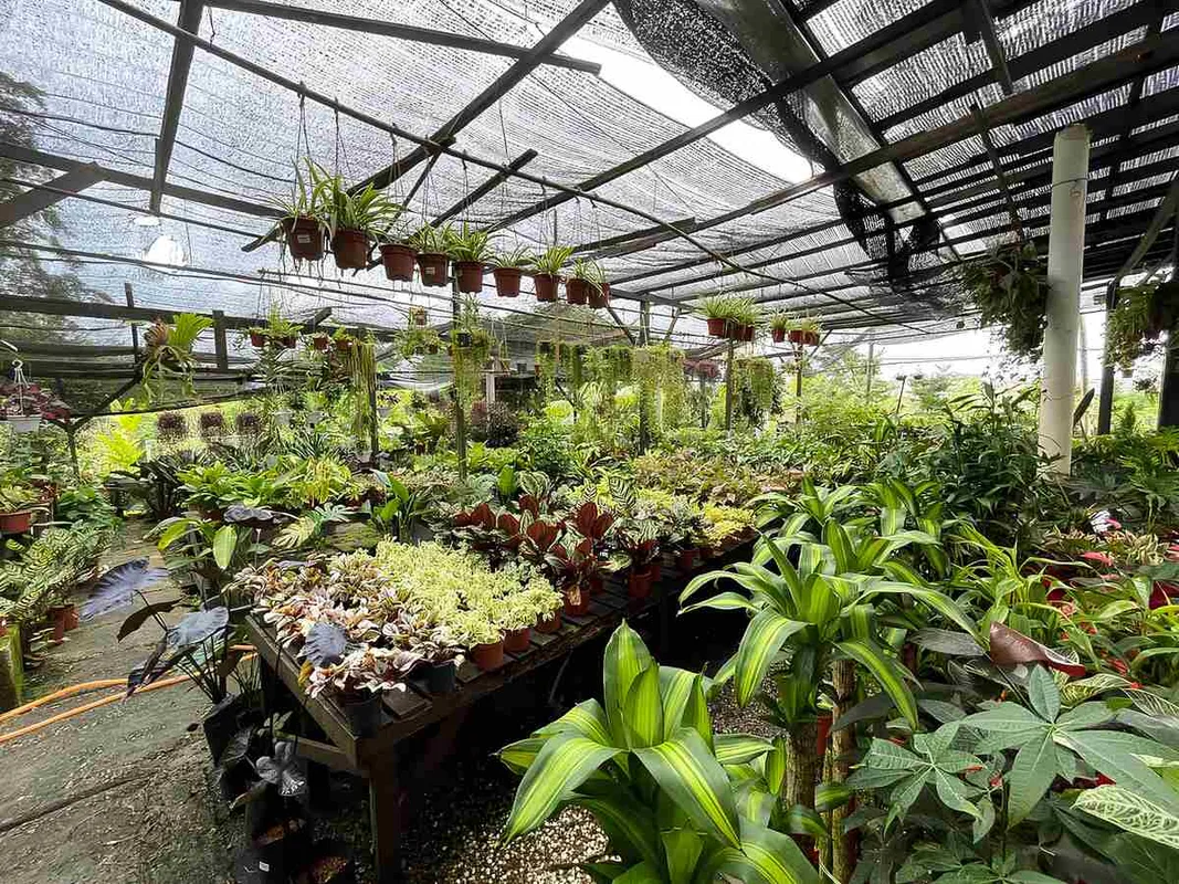 9 Vườn ươm cây xanh hàng đầu tại Johor Bahru cho không gian sống