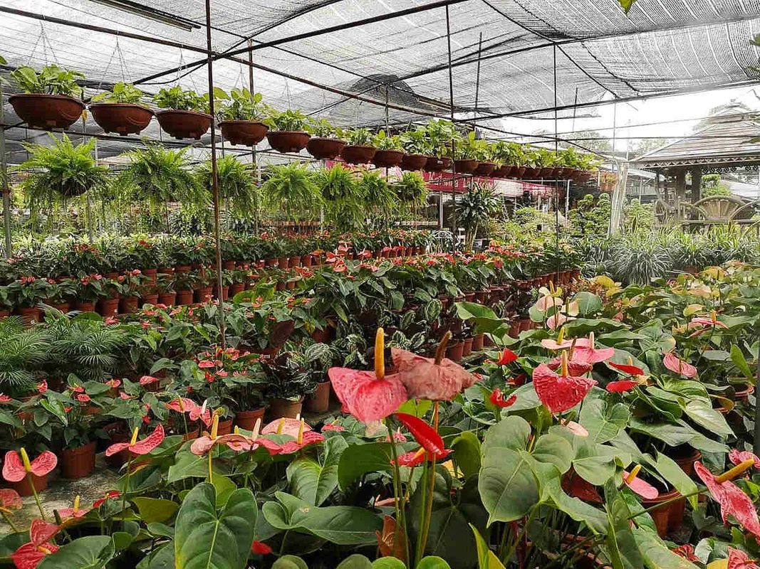 9 Vườn ươm cây xanh hàng đầu tại Johor Bahru cho không gian sống