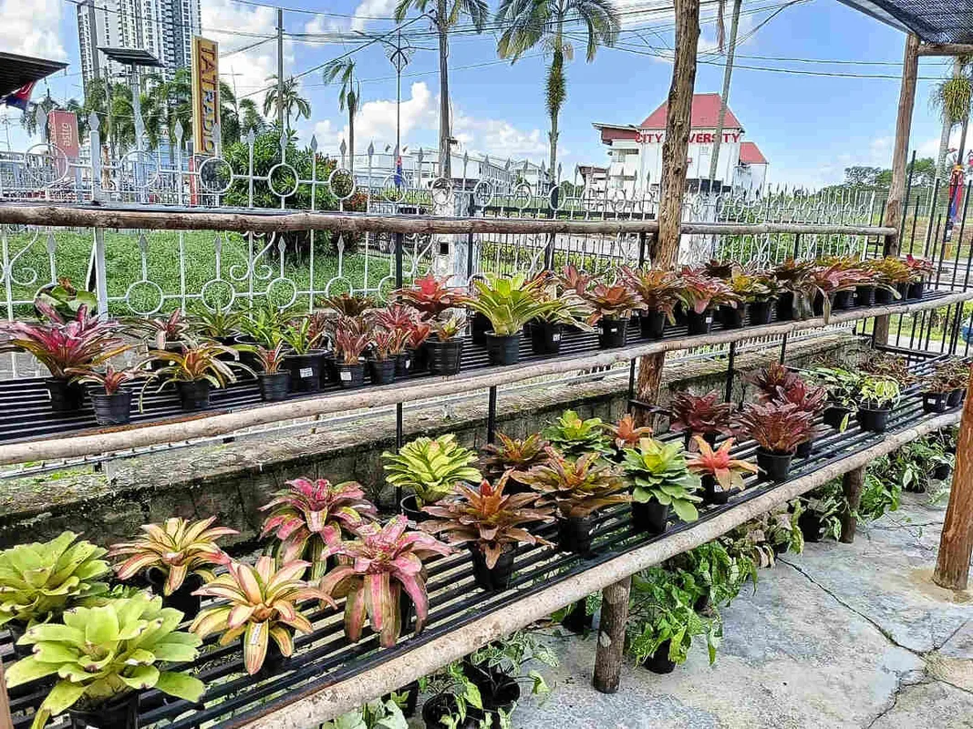 9 Vườn ươm cây xanh hàng đầu tại Johor Bahru cho không gian sống