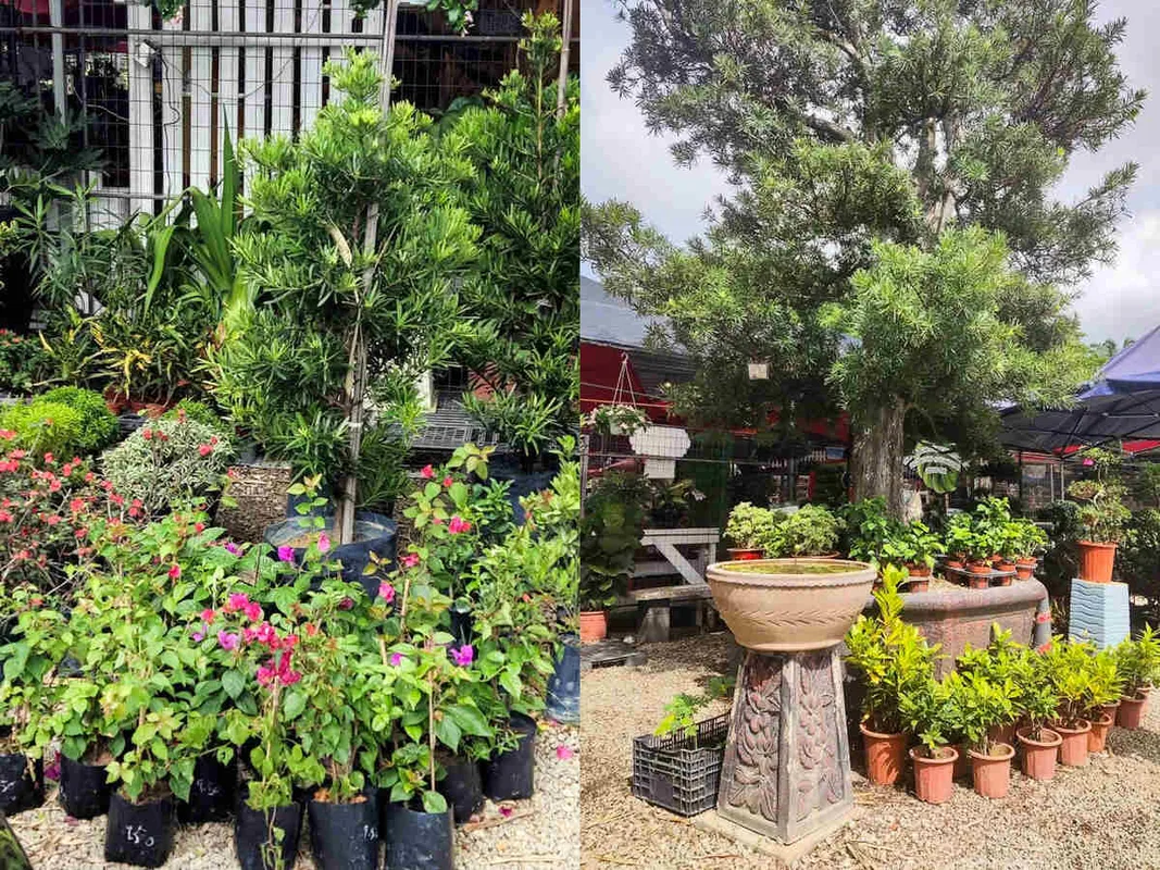 9 Vườn ươm cây xanh hàng đầu tại Johor Bahru cho không gian sống