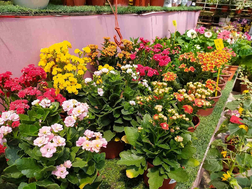 9 Vườn ươm cây xanh hàng đầu tại Johor Bahru cho không gian sống