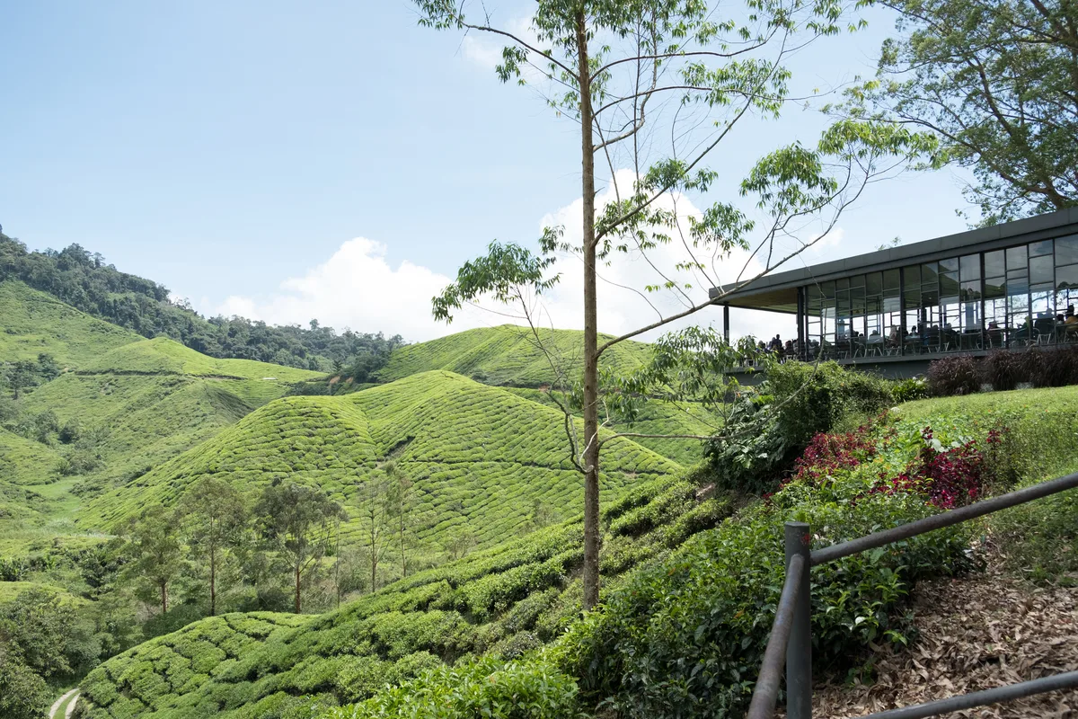 Cameron Highlands: Lạc Giữa Đồi Trà Và Rừng Mây