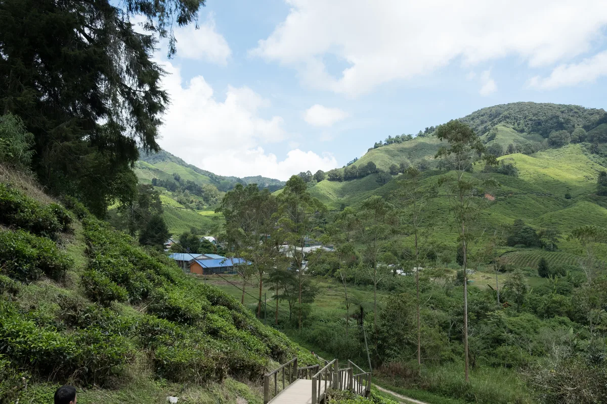 Cameron Highlands: Lạc Giữa Đồi Trà Và Rừng Mây