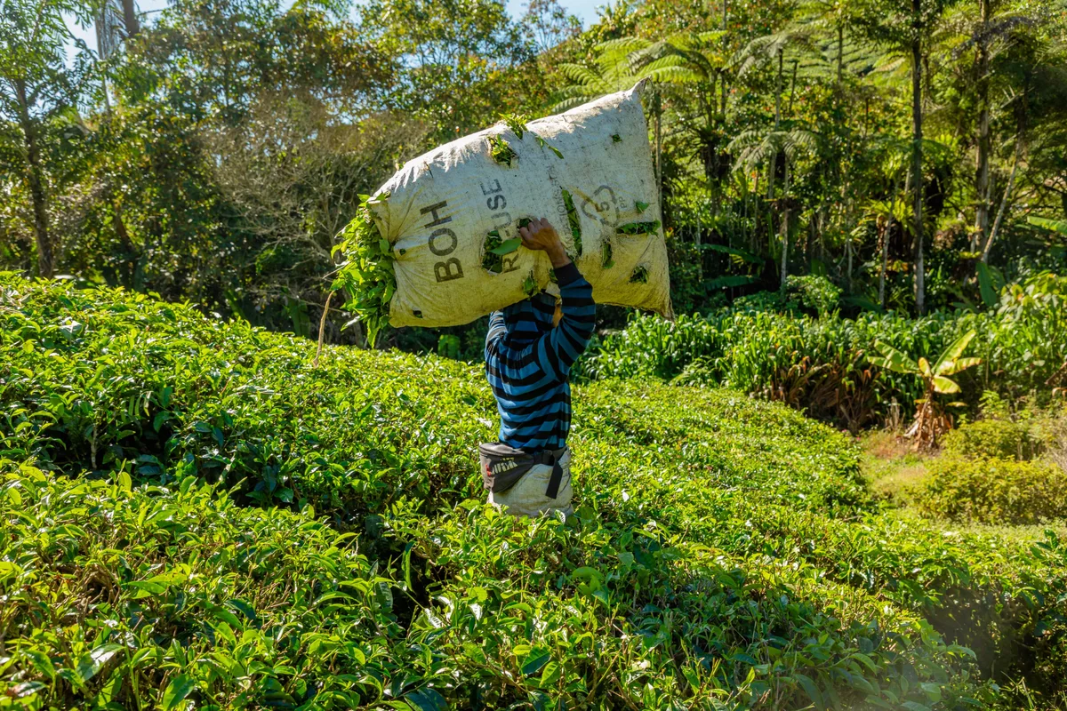 Cameron Highlands: Lạc Giữa Đồi Trà Và Rừng Mây