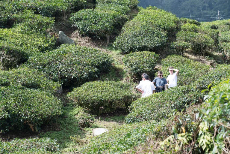 Cameron Highlands: Lạc Giữa Đồi Trà Và Rừng Mây