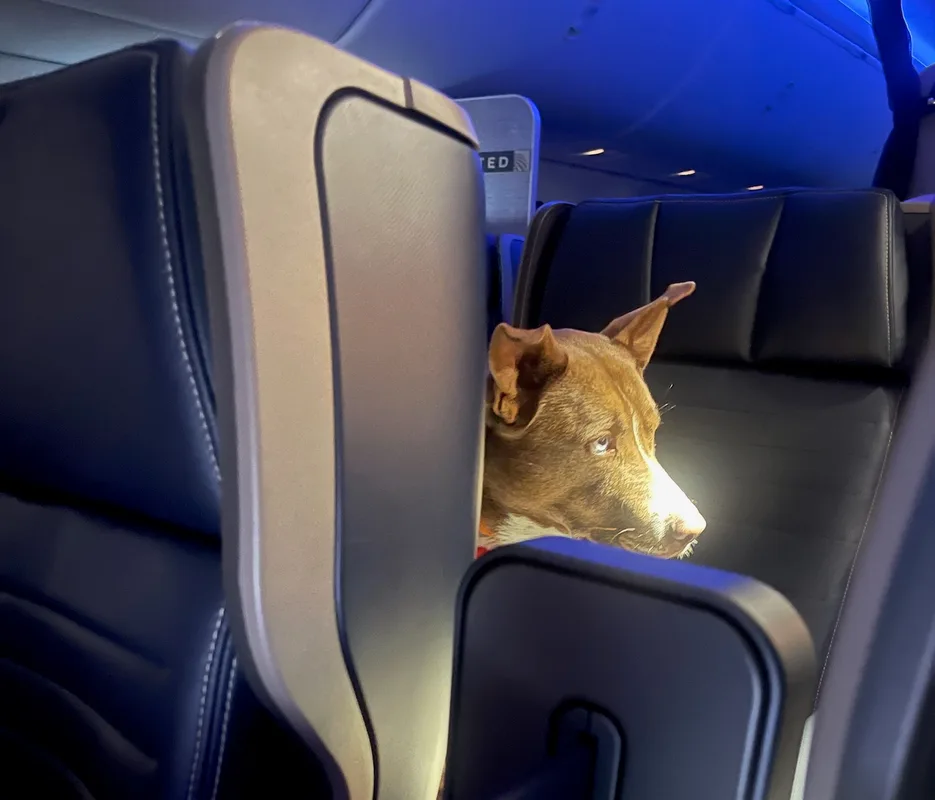 Chỗ Ngồi Của Thú Cưng Trên United Airlines: Quy Tắc Cần Biết