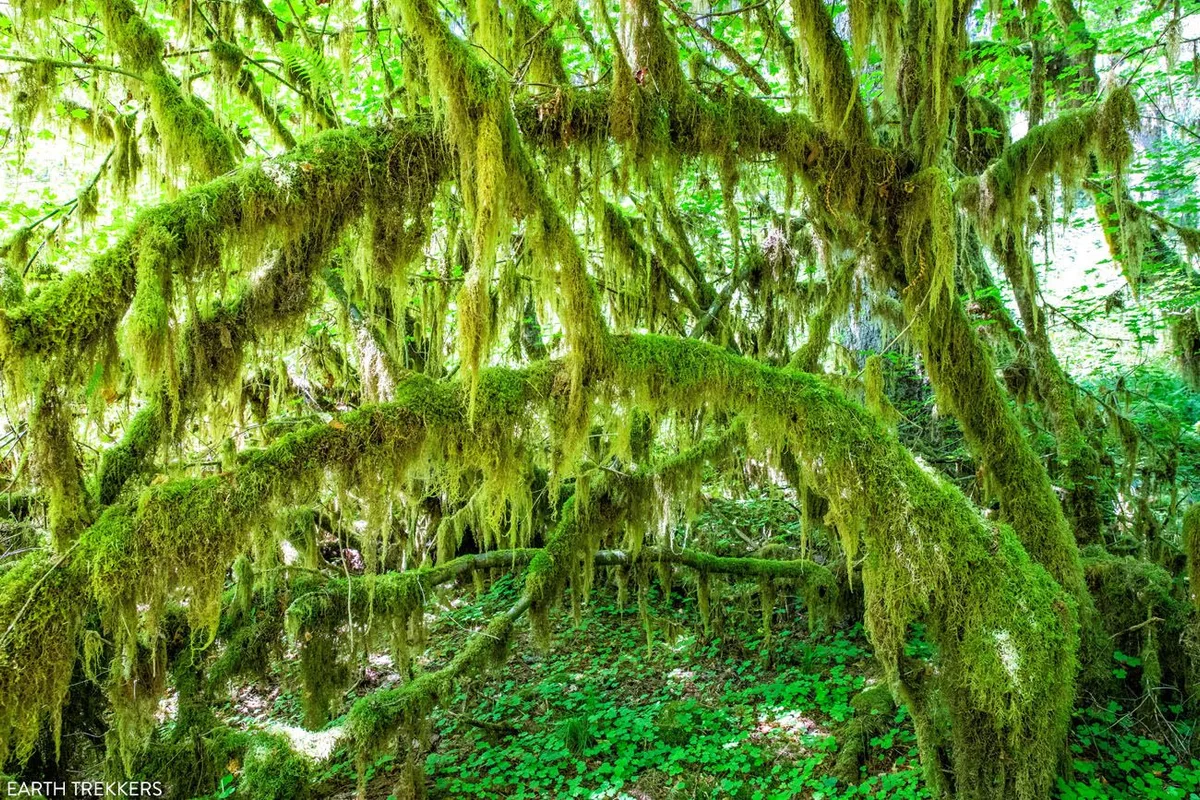 Chuyến Đi Chinh Phục Olympic National Park trong 2-3 Ngày