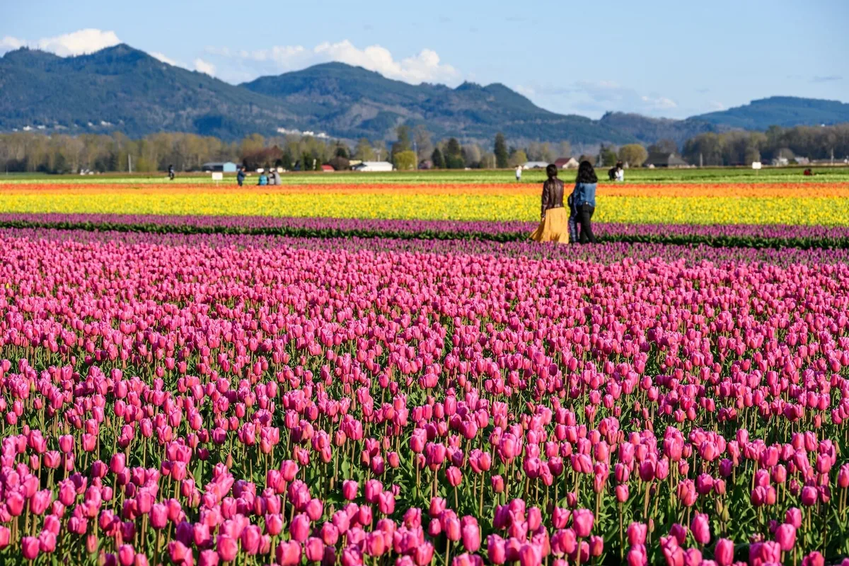 Chuyến Đi Đường Bộ Khám Phá Hoa Tulip Ở Washington