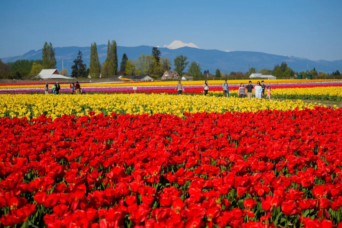 Chuyến Đi Đường Bộ Khám Phá Hoa Tulip Ở Washington
