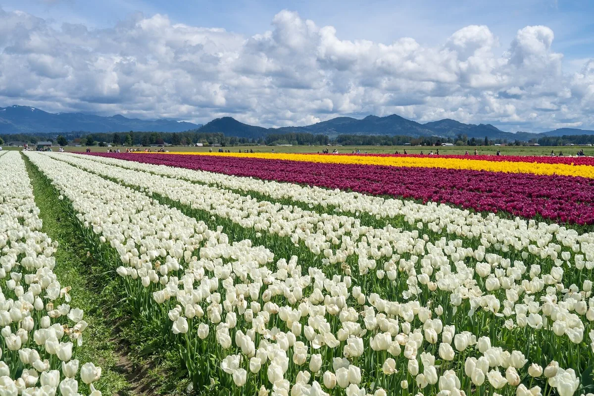 Chuyến Đi Đường Bộ Khám Phá Hoa Tulip Ở Washington