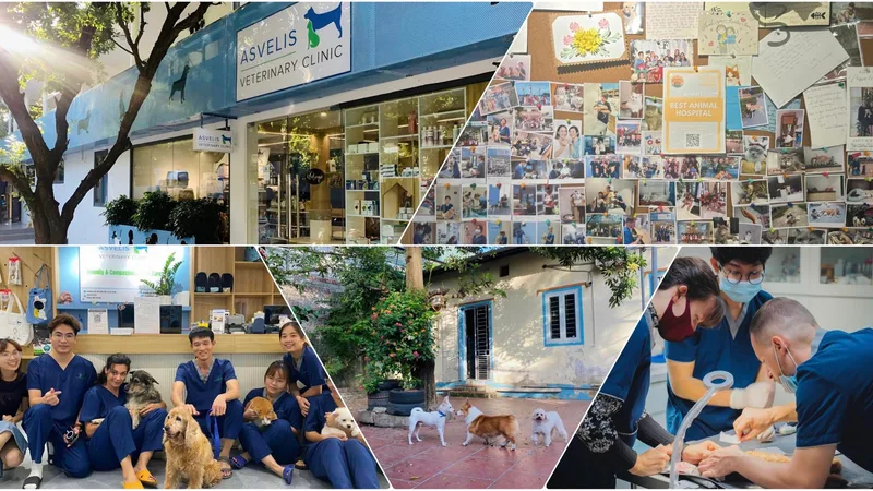 Dắt Boss Rời Việt Nam: Cách Chuyển Nhà Cùng Vật Nuôi