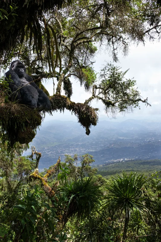 Gorilla Story: David Attenborough Quay Về Rwanda Sau 50 Năm Khám Phá