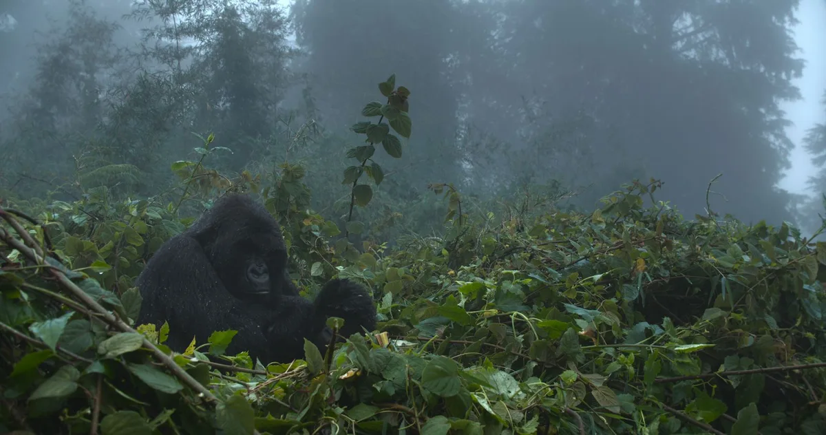 Gorilla Story: David Attenborough Quay Về Rwanda Sau 50 Năm Khám Phá