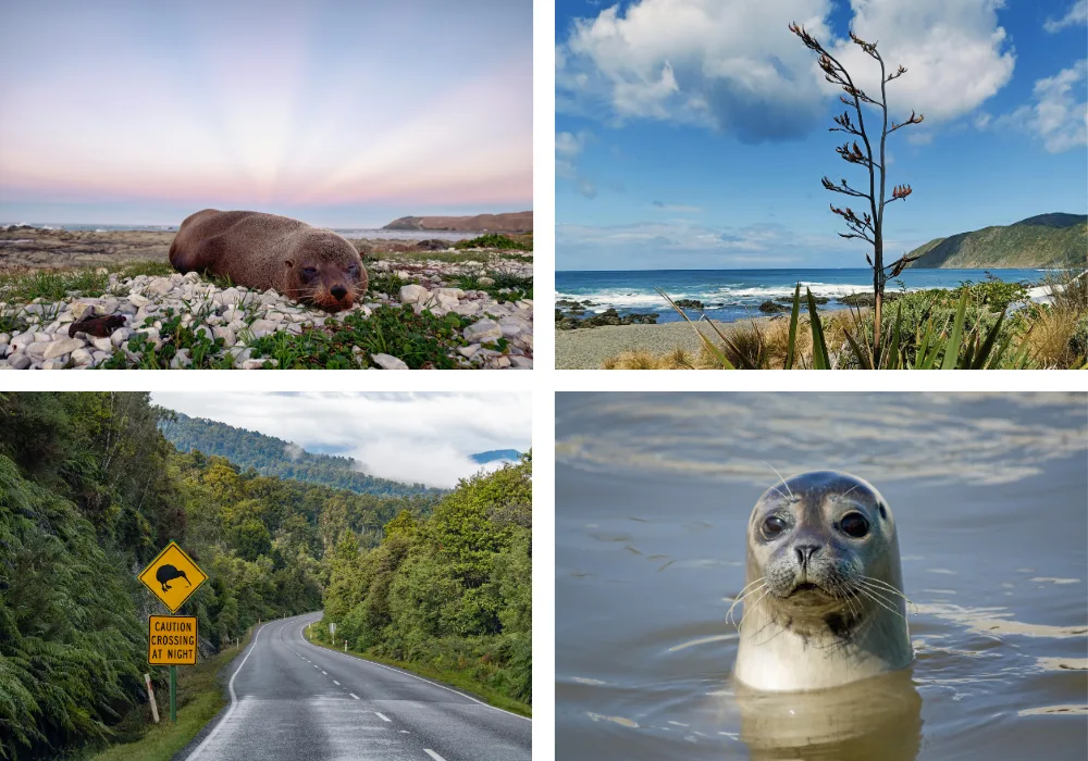 Hành Trình Campervan Đầy Tiết Kiệm Ở Úc và New Zealand