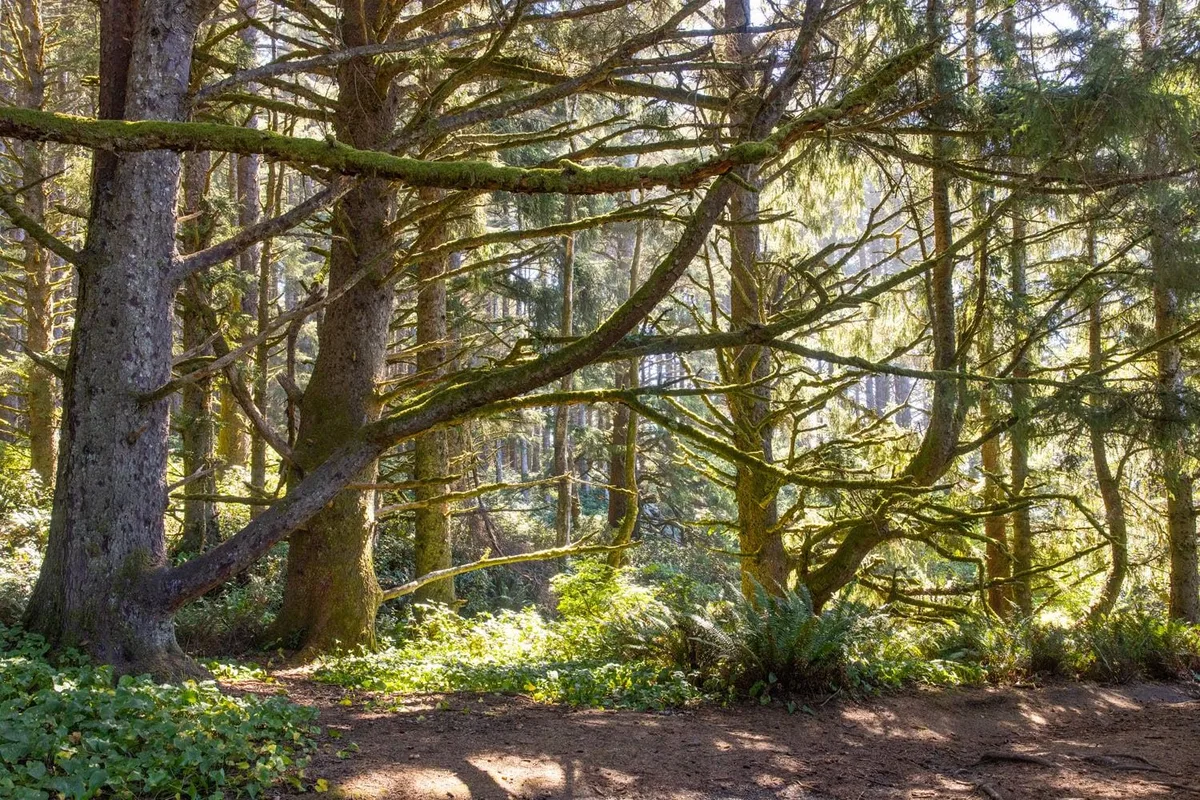 Hành Trình Ngắm Cảnh Dọc Bờ Biển Oregon – 12 Dặm Tuyệt Mỹ