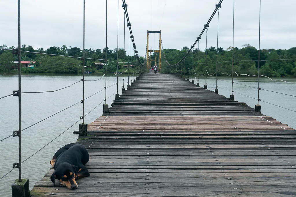 Khám Phá Bahía Solano: Ngắm Cá Voi & Thiên Nhiên Hoang Dã Tại Bờ Tây Colombia