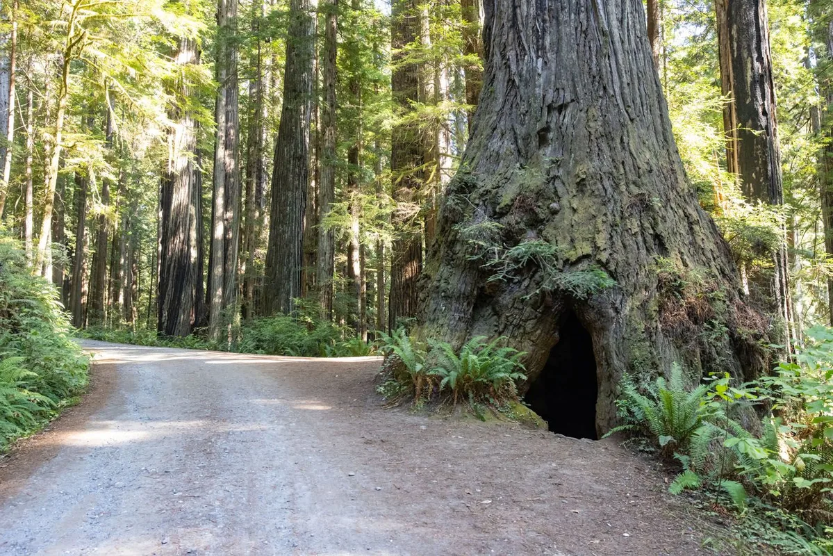 Khám Phá Công Viên Tiểu Bang Prairie Creek Redwoods: Hành Trình Giữa Rừng Cổ Thụ