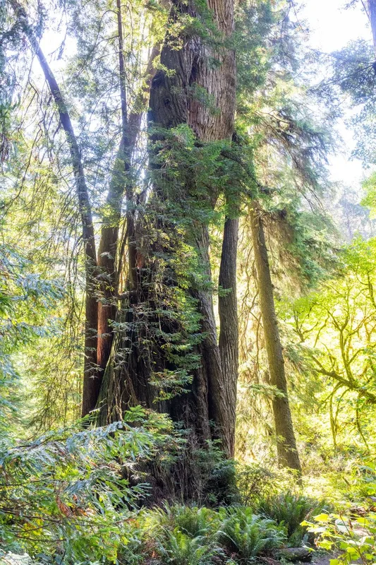 Khám Phá Công Viên Tiểu Bang Prairie Creek Redwoods: Hành Trình Giữa Rừng Cổ Thụ