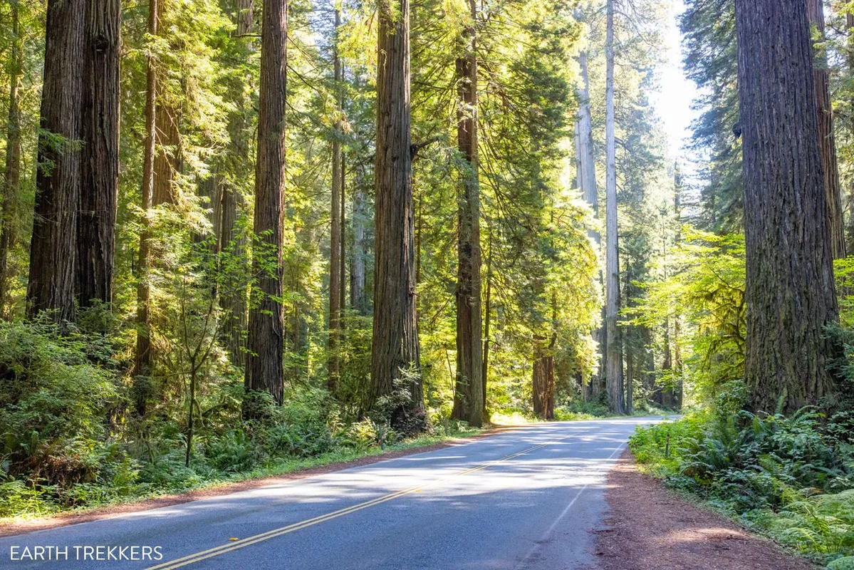 Khám Phá Công Viên Tiểu Bang Prairie Creek Redwoods: Hành Trình Giữa Rừng Cổ Thụ