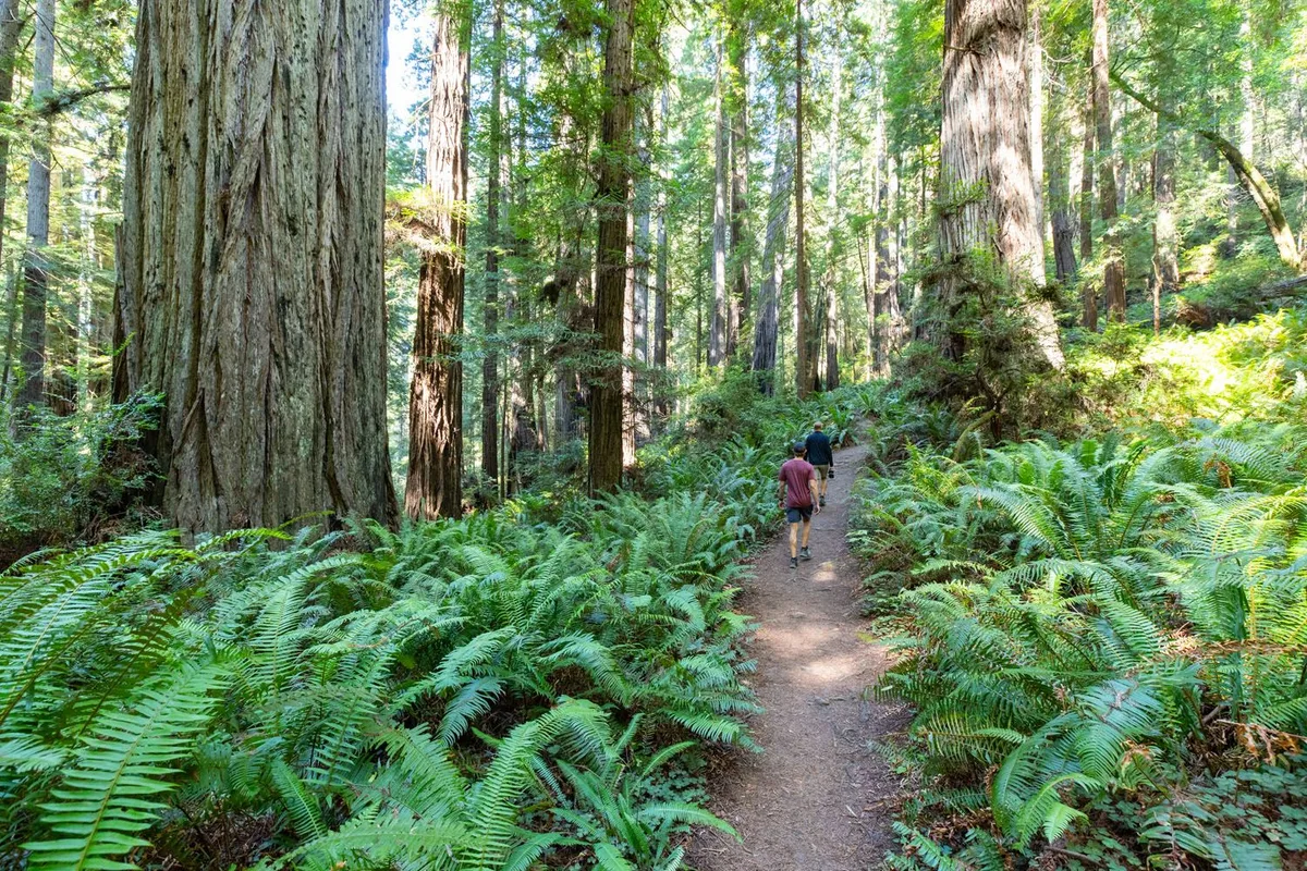 Khám Phá Công Viên Tiểu Bang Prairie Creek Redwoods: Hành Trình Giữa Rừng Cổ Thụ