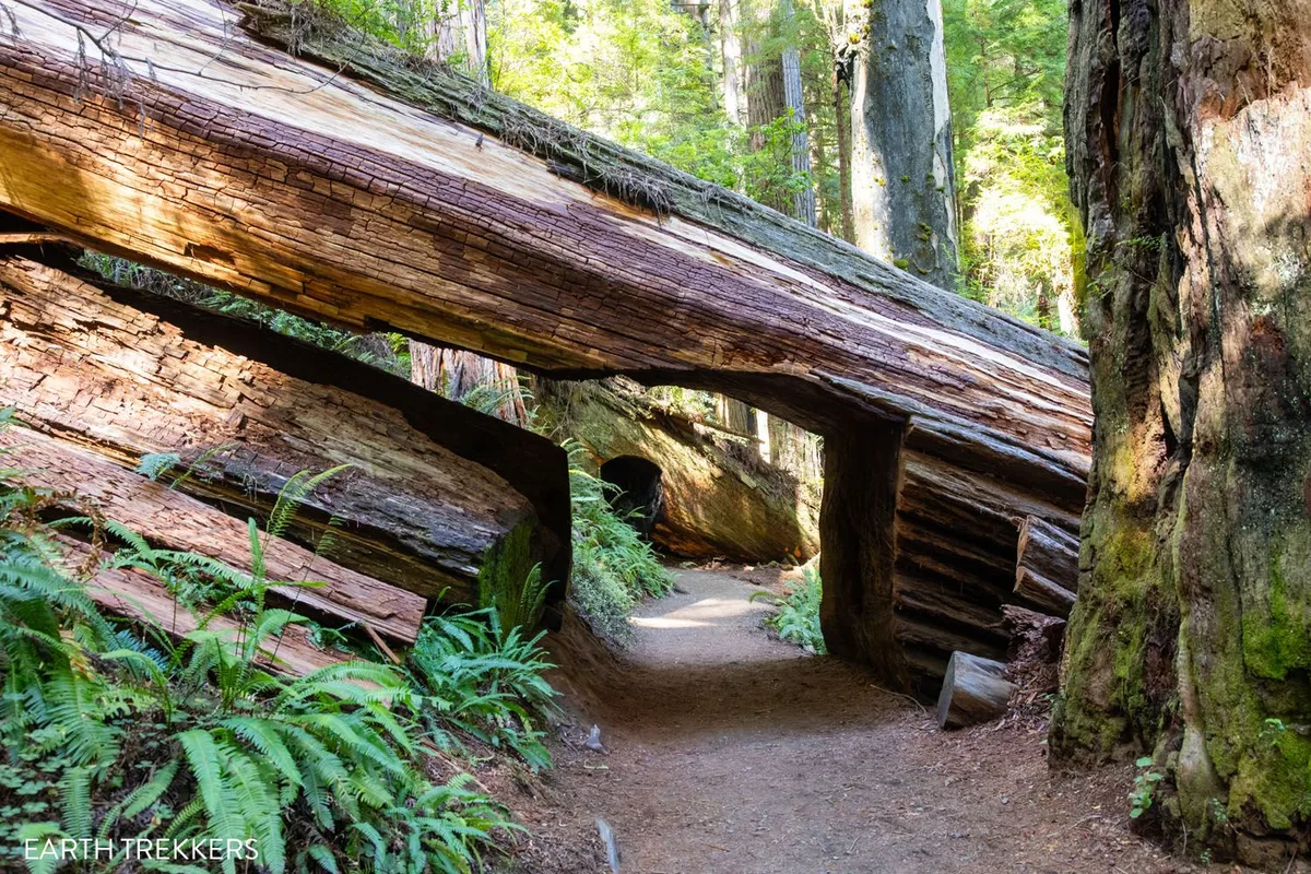 Khám Phá Công Viên Tiểu Bang Prairie Creek Redwoods: Hành Trình Giữa Rừng Cổ Thụ