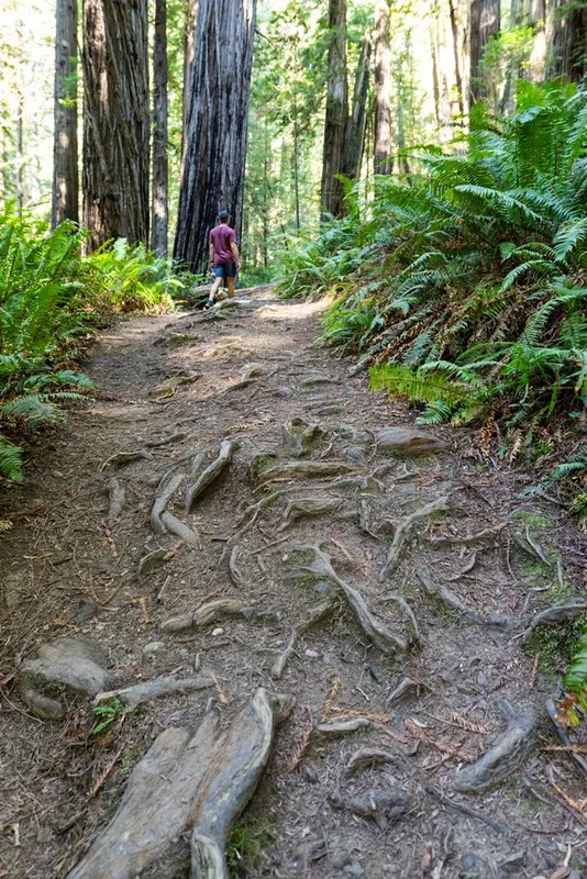Khám Phá Công Viên Tiểu Bang Prairie Creek Redwoods: Hành Trình Giữa Rừng Cổ Thụ