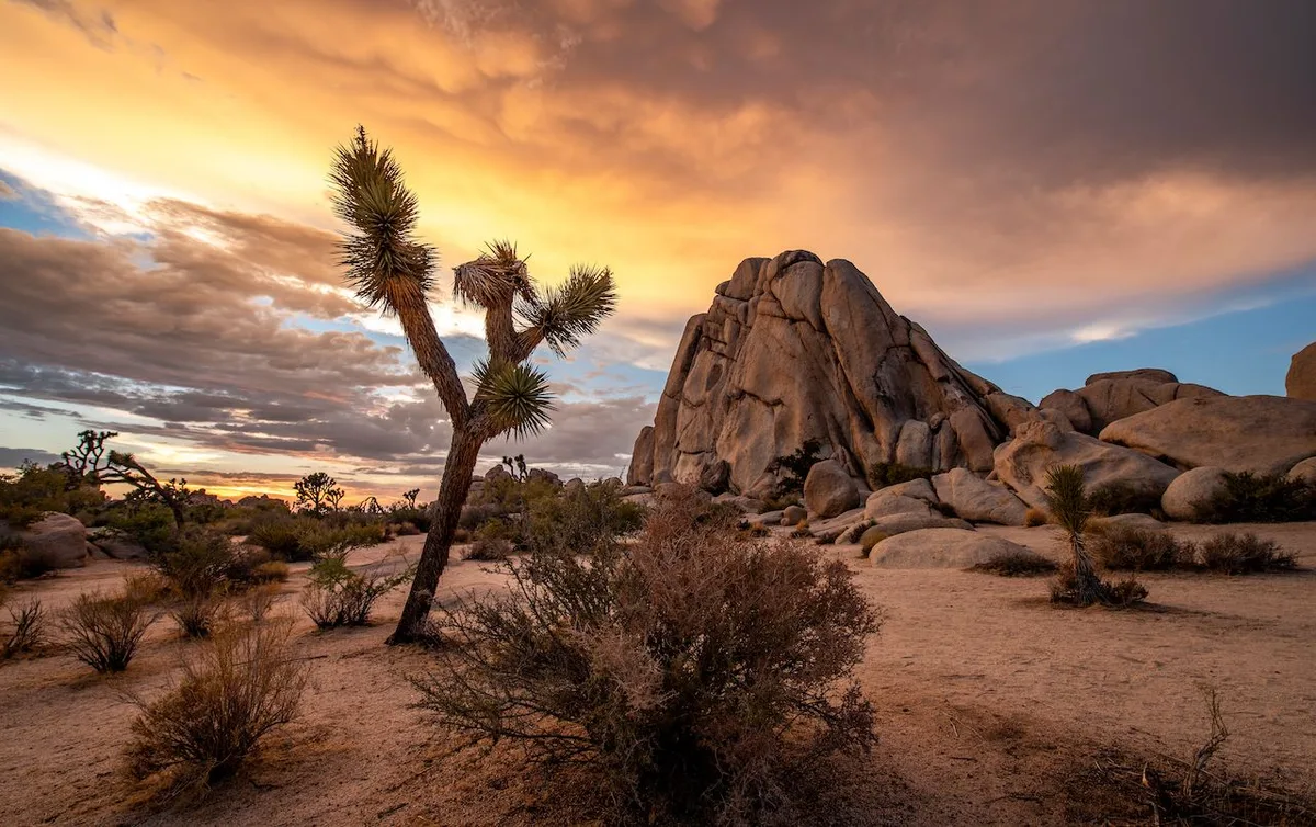 Khám Phá Hoang Mạc California: Nơi Thiên Nhiên Khơi Gợi Cảm Hứng