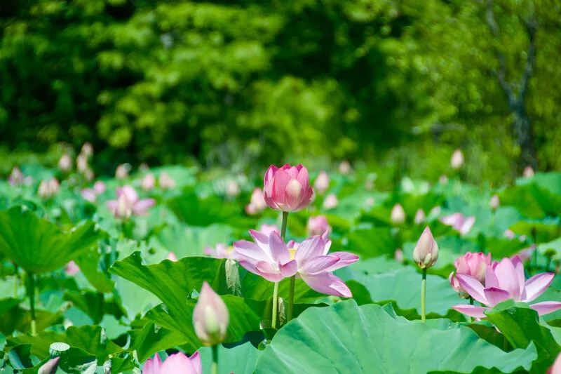 Khám Phá Kenilworth Park & Aquatic Gardens: Viên Ngọc Ẩn Giấu Ở Washington, D.C.