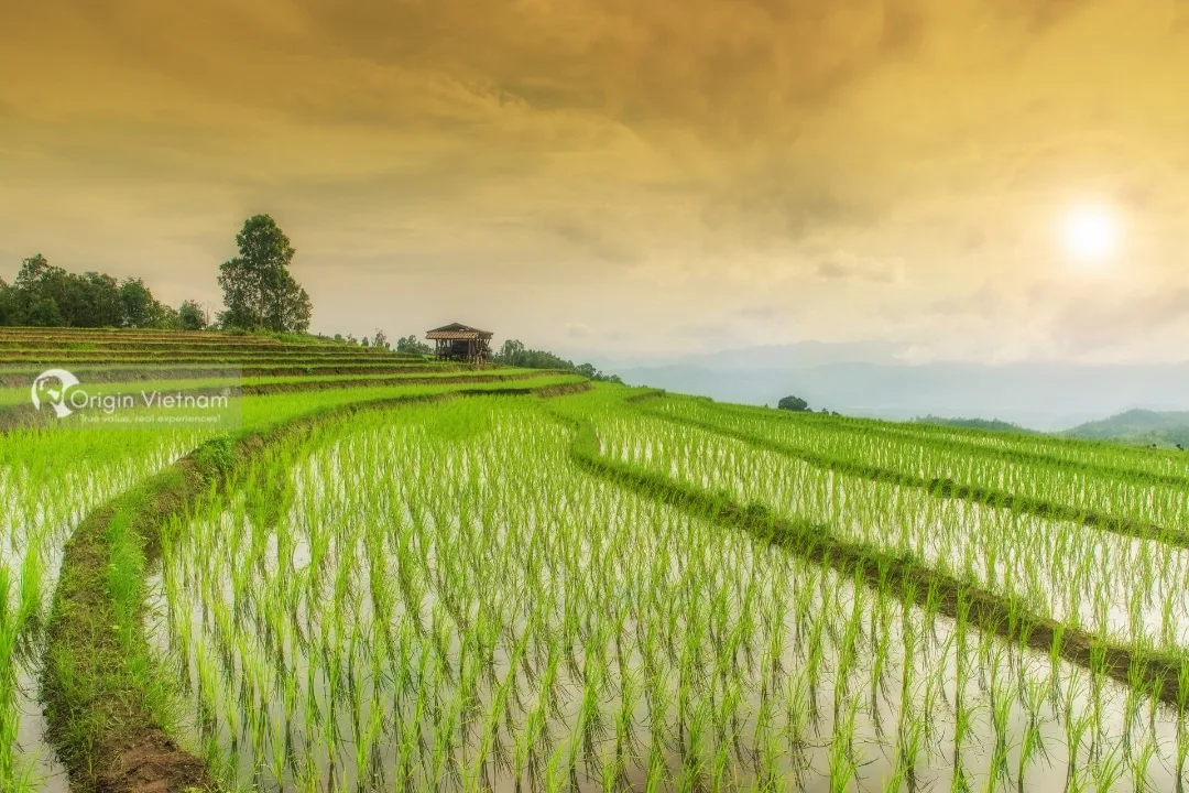 Khám Phá Mùa Nước Ở Mù Cang Chải: Hướng Dẫn Toàn Diện Về Cảnh Quan Phản Chiếu