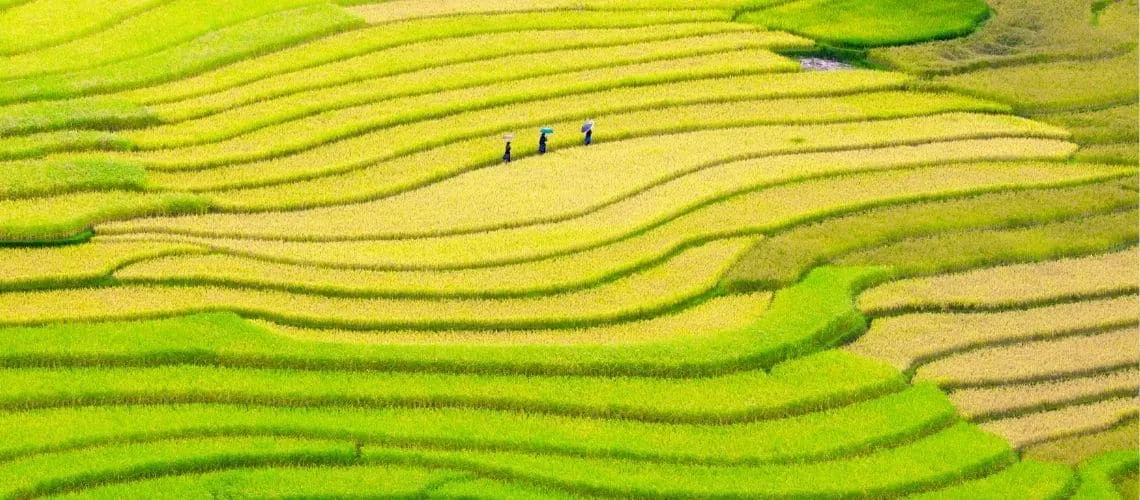 Khám Phá Những Điểm Ngắm Ruộng Bậc Thang Tuyệt Đẹp Ở Mù Cang Chải