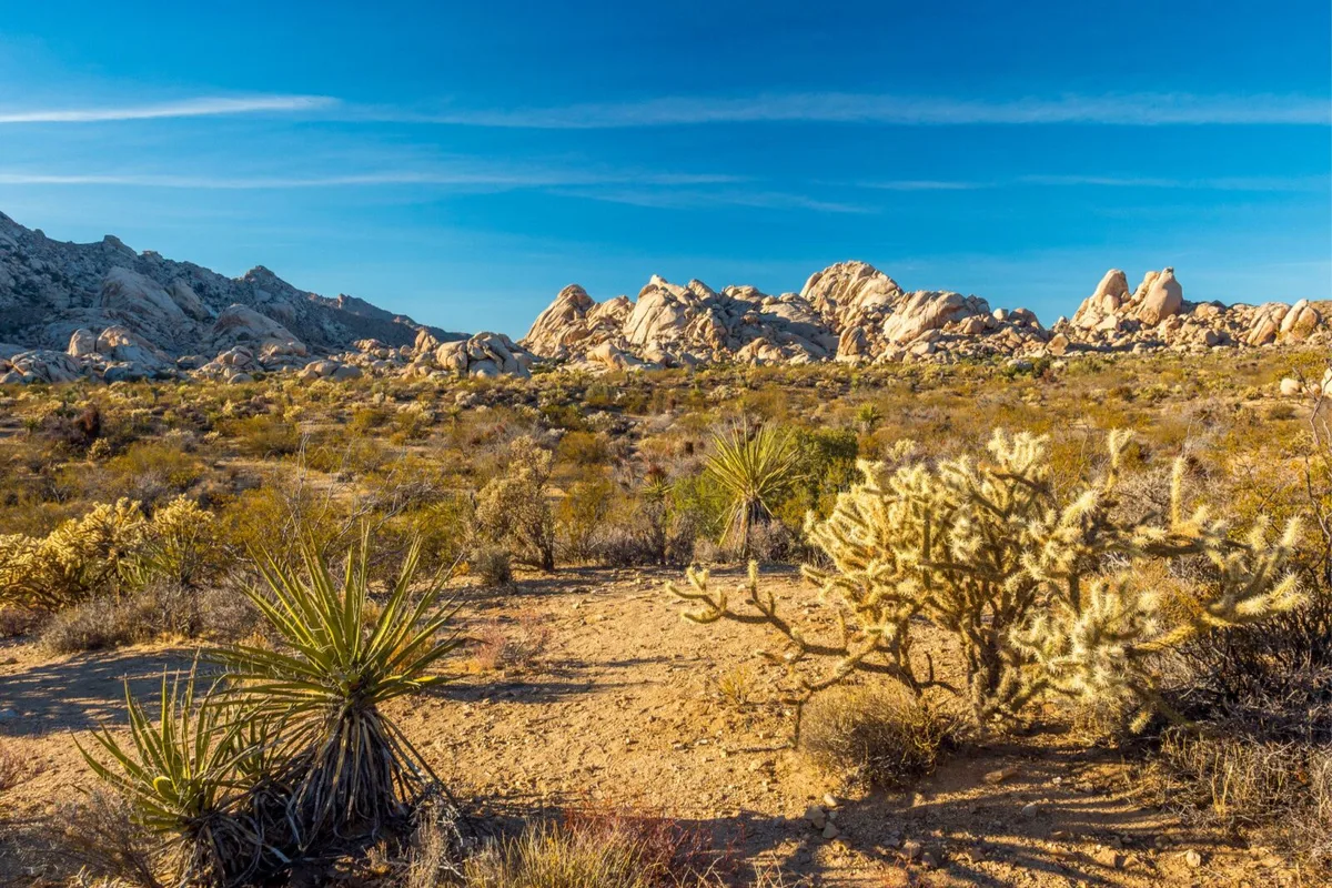 Khám Phá Những Kỳ Quan Sa Mạc California: Lịch Trình Du Lịch Đầy Hấp Dẫn