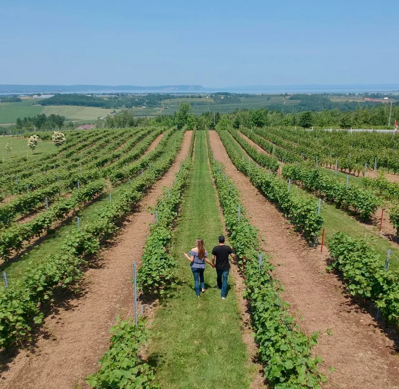 Khám Phá Nova Scotia: Top 25 Hoạt Động Không Thể Bỏ Lỡ