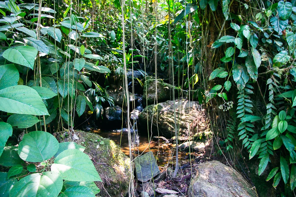 Khám Phá Thành Phố Mất Tích: Hành Trình Để Đời Ở Colombia
