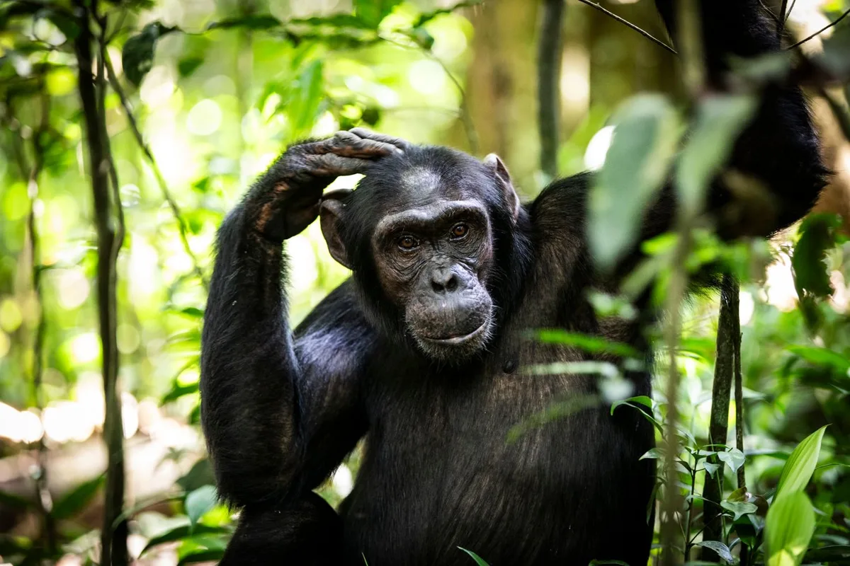 Khám Phá Uganda: Hành Trình Truy Tìm Khỉ Đột và Nét Đẹp Văn Hóa Địa Phương