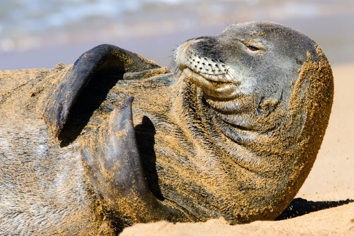Crisis in Maui: Tourists Risk $50,000 Fines for Throwing Rocks at Hawaiian Monk Seals
