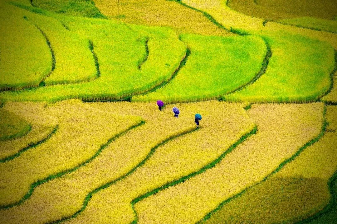 Kinh Nghiệm Du Lịch Mù Cang Chải: Số Ngày Lý Tưởng Cho Chuyến Thăm