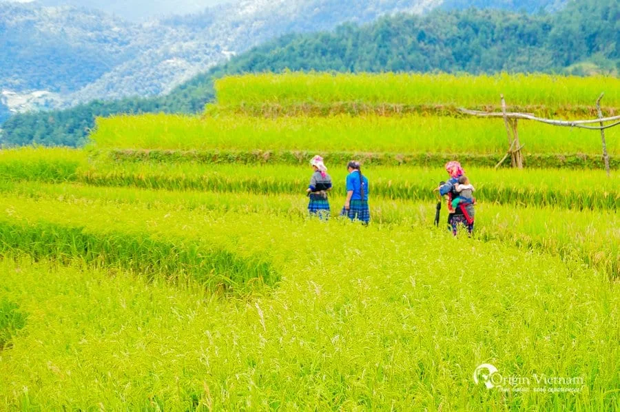 Kinh Nghiệm Du Lịch Mù Cang Chải: Số Ngày Lý Tưởng Cho Chuyến Thăm