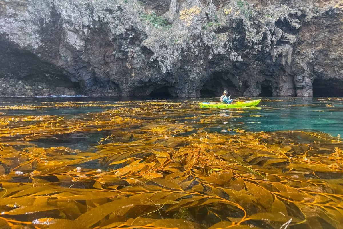 Một Ngày Khám Phá Công Viên Quốc Gia Channel Islands: Đảo Santa Cruz