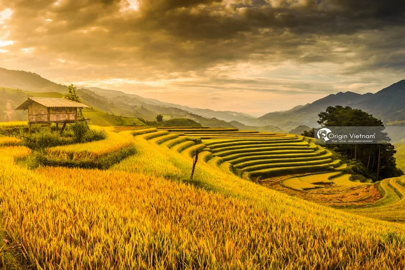 Mùa Gặt Lúa Vàng ở Mù Cang Chải: Những Điều Cần Biết