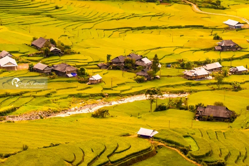 Mùa Gặt Lúa Vàng ở Mù Cang Chải: Những Điều Cần Biết