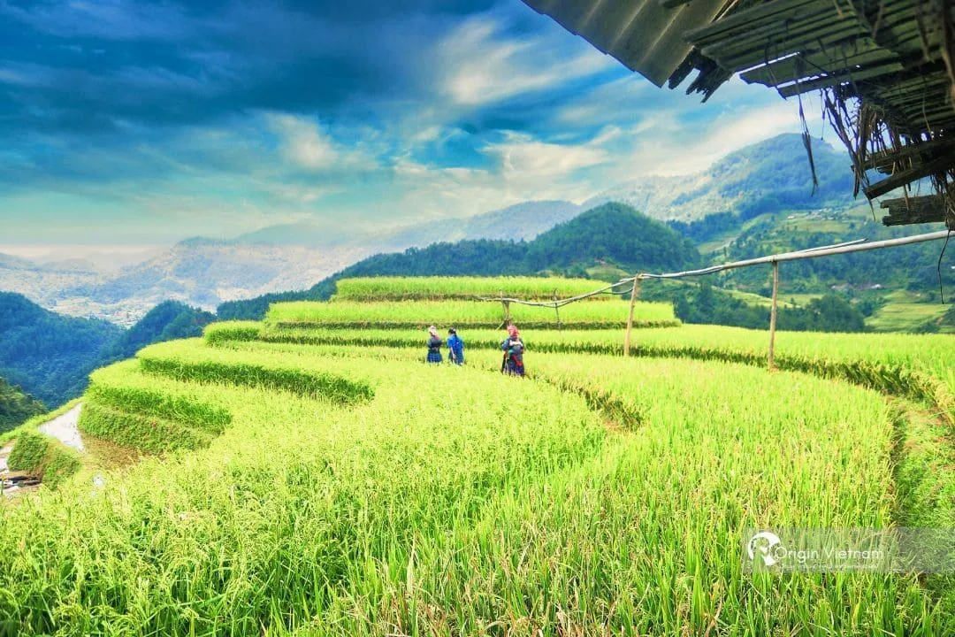 Mùa Gặt Lúa Vàng ở Mù Cang Chải: Những Điều Cần Biết