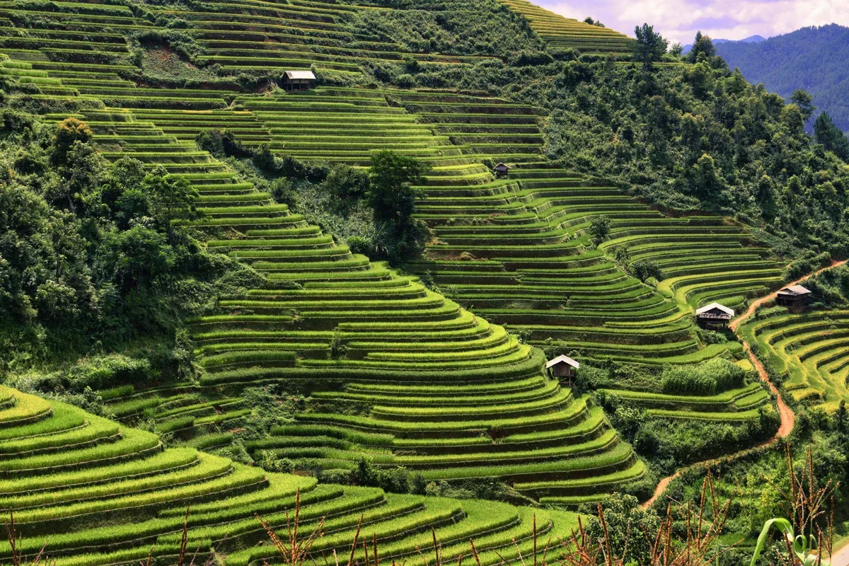 Mùa Gặt Lúa Vàng ở Mù Cang Chải: Những Điều Cần Biết