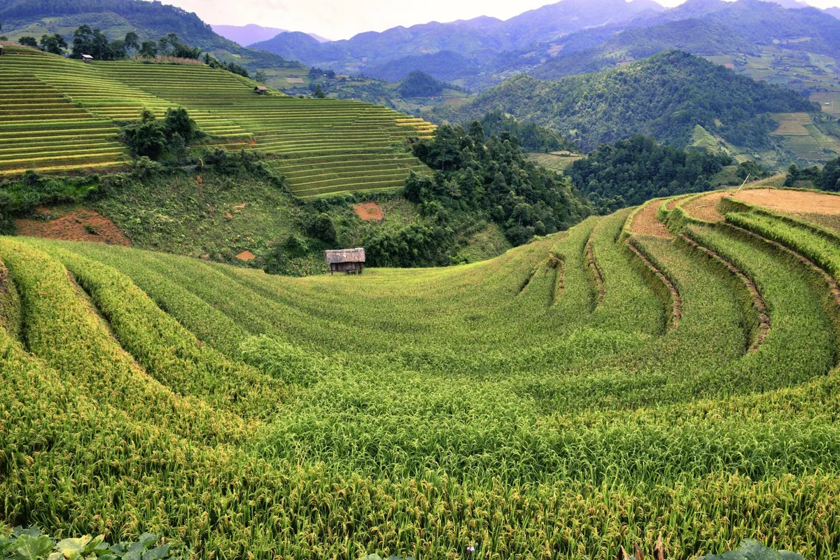 Mùa Gặt Lúa Vàng ở Mù Cang Chải: Những Điều Cần Biết
