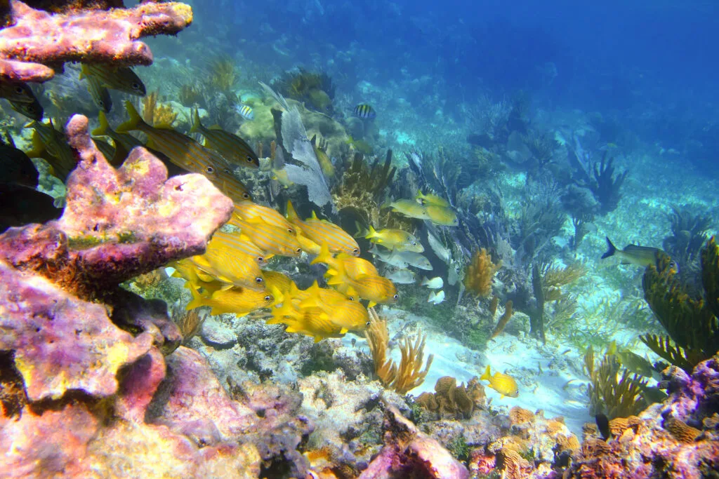 Puerto Morelos: Thiên Đường Bình Yên Giữa Riviera Maya