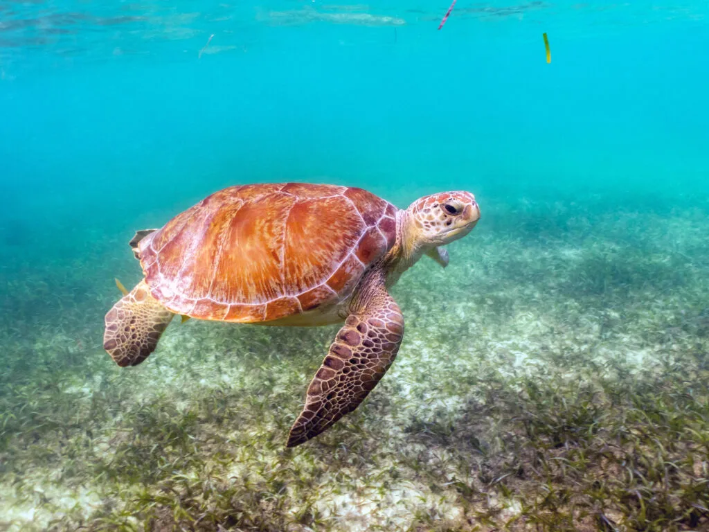 Puerto Morelos: Thiên Đường Bình Yên Giữa Riviera Maya