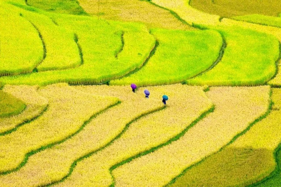 Thời Điểm Tốt Nhất Để Thăm Mu Cang Chai: Hướng Dẫn Theo Mùa