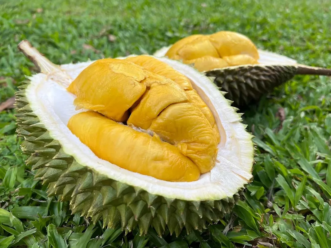 Top 13 Cửa Hàng Sầu Riêng Uy Tín Tại Singapore: Điểm Đến Cho Tín Đồ Sầu Riêng
