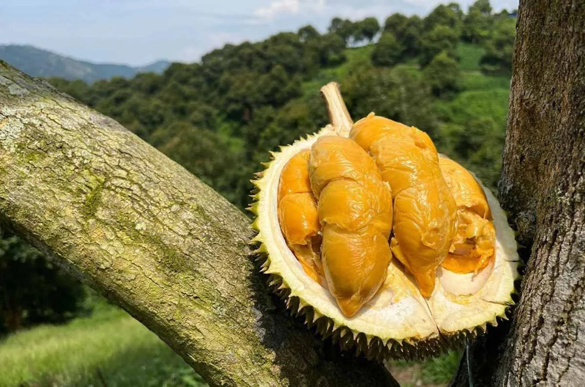 Top 13 Trusted Durian Shops in Singapore: A Must-Visit for Durian Lovers