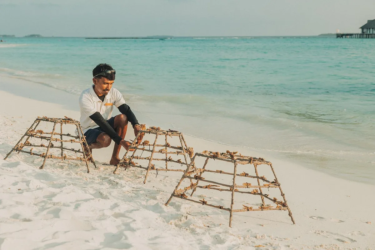 Trải Nghiệm Độc Đáo Ở Maldives: Từ Bơi Cùng Cá Mập Đến Buổi Điểm Tâm Nổi